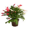Weihnachtskaktus-Duo - Schlumbergera X Buckleyi 1 Weihnachtskaktus-Duo - Schlumbergera X Buckleyi -Ecopotos Geschaft 8288151 WE FS 001 WeihnachtskaktusSchlumbergeraTwinT12DehnerExpressHerzig