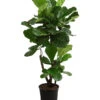 Geigenfeige - Ficus Lyrata, Verzweigt -Ecopotos Geschaft 8288193 WE FS 001 FicusLyrataVerzweigtT27