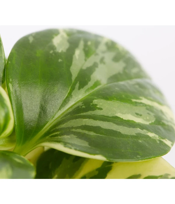 Peperomie - Peperomia Obtusifolia Variegata 'Golden Genua' 5 Peperomie - Peperomia Obtusifolia Variegata 'Golden Genua' – Bild 3