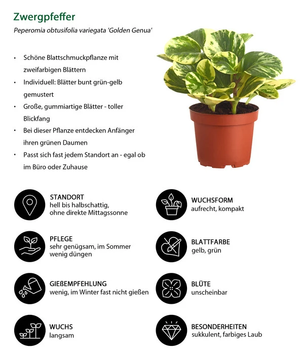 Peperomie - Peperomia Obtusifolia Variegata 'Golden Genua' 4 Peperomie - Peperomia Obtusifolia Variegata 'Golden Genua' – Bild 2