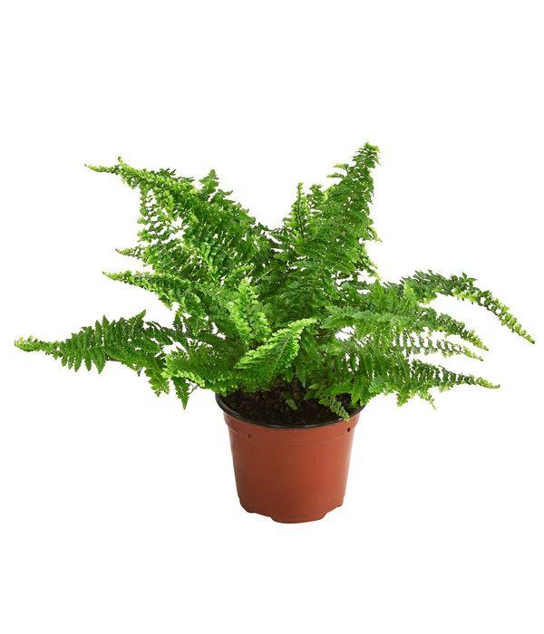 Schwertfarn - Nephrolepis Exaltata 'Corditas' 3 Schwertfarn - Nephrolepis Exaltata 'Corditas'