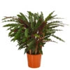 Korbmarante - Calathea 'Elger Grass' -Ecopotos Geschaft 8297210 PR FS 001 CalatheaElgergrassT17DehnerExpressHerzig