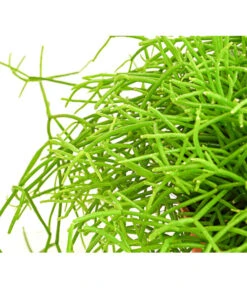 Binsenkaktus - Rhipsalis Cultivars, Verschiedene Sorten -Ecopotos Geschaft 8297434 PR DE 001 RhipsalisCassuthaDehnerExpressHerzig