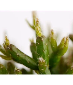 Binsenkaktus - Rhipsalis Cultivars, Verschiedene Sorten -Ecopotos Geschaft 8297434 PR FS 001 RhipsalisCereusculaMixBinsenkaktusT12DehnerExpressZS