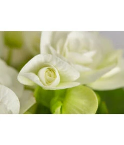 Elatior-Begonie - Begonia Elatior 8 Elatior-Begonie - Begonia Elatior -Ecopotos Geschaft 8299638 PR DE 001 BegoniaRexT12DehnerExpressZS