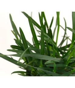 Blaugras 'Greenlee Hybrid' -Ecopotos Geschaft 8316259 WE DE 002 SesleriaGreenleeHybridBlaugrasT7