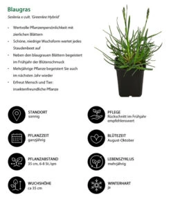 Blaugras 'Greenlee Hybrid' -Ecopotos Geschaft 8320327 WE IG 001 Blaugras