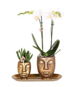 Pflanzen-Arrangement Boutique Chic, 5-teilig