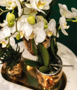 Pflanzen-Arrangement Boutique Chic, 5-teilig 7 Pflanzen-Arrangement Boutique Chic, 5-teilig -Ecopotos Geschaft 8401275 WE MO 002 PflanzensetBoutiqueChic