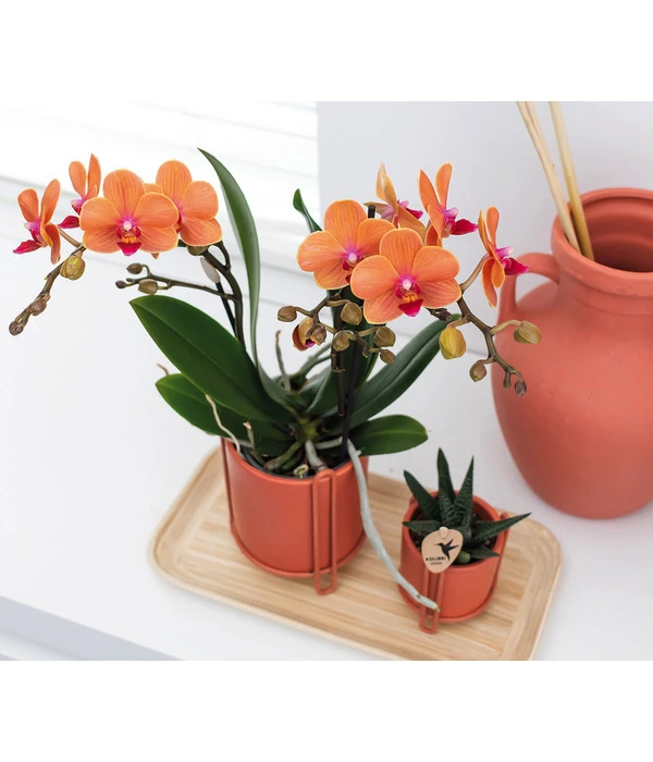 Pflanzen-Arrangement Inner Retreat, 5-teilig 4 Pflanzen-Arrangement Inner Retreat, 5-teilig – Bild 2