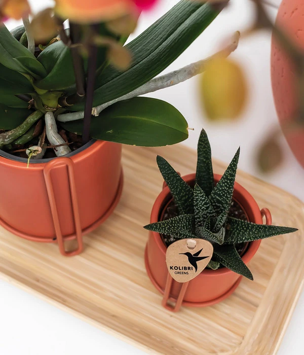 Pflanzen-Arrangement Inner Retreat, 5-teilig 5 Pflanzen-Arrangement Inner Retreat, 5-teilig – Bild 3