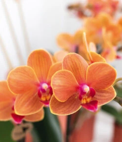 Pflanzen-Arrangement Inner Retreat, 5-teilig 9 Pflanzen-Arrangement Inner Retreat, 5-teilig -Ecopotos Geschaft 8401283 WE MO 004 PflanzensetInnerRetreat