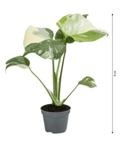 Fensterblatt - Monstera Deliciosa 'Thai Constellation', Panaschiert -Ecopotos Geschaft 8402034 WE BG 001 MonsteraThaiConstellationT6DehnerExpressHerzig