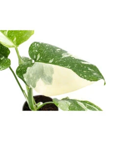 Fensterblatt - Monstera Deliciosa 'Thai Constellation', Panaschiert -Ecopotos Geschaft 8402034 WE DE 001 MonsteraThaiConstellationT6