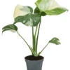 Fensterblatt - Monstera Deliciosa 'Thai Constellation', Panaschiert -Ecopotos Geschaft 8402034 WE FS 001 MonsteraThaiConstellationT6