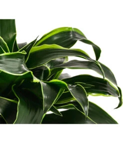 Drachenbaum - Dracaena Dorado, Hydrokultur -Ecopotos Geschaft 8416687 WE DE 001 DracaenaDorado 2er 15 19