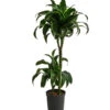 Drachenbaum - Dracaena Dorado, Hydrokultur 1 Drachenbaum - Dracaena Dorado, Hydrokultur -Ecopotos Geschaft 8416687 WE FS 001 DracaenaDorado 2er 15 19