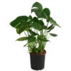 Fensterblatt - Monstera Deliciosa, Hydrokultur 2 Fensterblatt - Monstera Deliciosa, Hydrokultur -Ecopotos Geschaft 8416802 WE FS 001 MonsteraDeliciosa2erHydroT18 19Fensterblatt