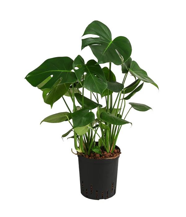Fensterblatt - Monstera Deliciosa, Hydrokultur 3 Fensterblatt - Monstera Deliciosa, Hydrokultur