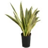 Bogenhanf - Sansevieria Trifasciata 'Lauren', Hydrokultur -Ecopotos Geschaft 8416836 WE FS 001 SansevieriaTrifasciataLaurenTuffHydroT15 19Bogenhanf