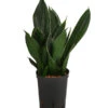 Bogenhanf - Sansevieria Trifasciata 'Black Diamond', Hydrokultur