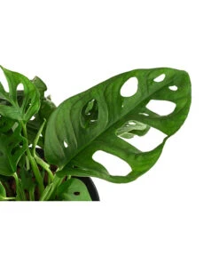 Fensterblatt - Monstera Obliqua, Hydrokultur -Ecopotos Geschaft 8416935 WE DE 001 MonsteraObliquaHydroT15 19FensterblattDehnerExpressHerzig