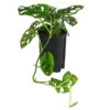 Fensterblatt - Monstera Obliqua, Hydrokultur -Ecopotos Geschaft 8416935 WE FS 001 MonsteraObliquaHydroT15 19FensterblattDehnerExpressHerzig