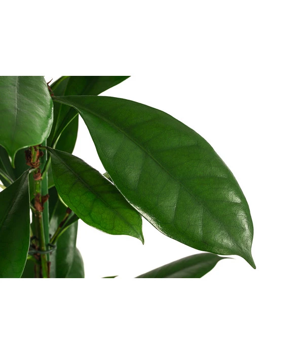 Afrikanische Feige - Ficus Cyathistipula, Hydrokultur 4 Afrikanische Feige - Ficus Cyathistipula, Hydrokultur – Bild 2