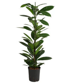 Afrikanische Feige - Ficus Cyathistipula, Hydrokultur