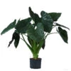 Pfeilblatt - Alocasia 'Wentii', Hydrokultur 1 Pfeilblatt - Alocasia 'Wentii', Hydrokultur -Ecopotos Geschaft 8425662 WE FS 001 AlocasiaWentii25 19H100