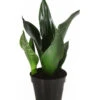 Bogenhanf - Sansevieria Trifasciata 'Grey Stripe' 1 Bogenhanf - Sansevieria Trifasciata 'Grey Stripe' -Ecopotos Geschaft 8426264 PR FS 001 SansevieriaGreyStripeT12DehnerExpressHerzig