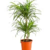 Drachenbaum - Dracaena Reflexa 'Anita' 1 Drachenbaum - Dracaena Reflexa 'Anita' -Ecopotos Geschaft 8440000 PR FS 001 DrachenbaumDracaenaReflexaAnitaVariegataT19DehnerExpressHerzig