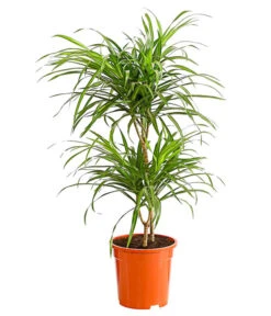 Drachenbaum - Dracaena Reflexa 'Anita'
