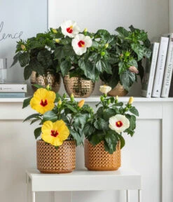 Dehner Metall-Übertopf Kody, Bauchig, Gold -Ecopotos Geschaft 8477846 6784912 6874150 6874168 6895627 6895635 WE MO 001 Hibiskus