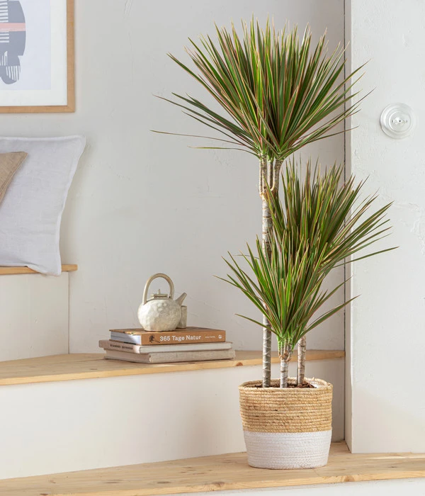 Drachenbaum - Dracaena Marginata 'Bicolor', In Seegras-Korb 4 Drachenbaum - Dracaena Marginata 'Bicolor', In Seegras-Korb – Bild 2