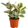 Gummibaum - Ficus Elastica 'Tineke' -Ecopotos Geschaft 8500167 PR FS 001 FicusTienekeT19DehnerExpressHerzig