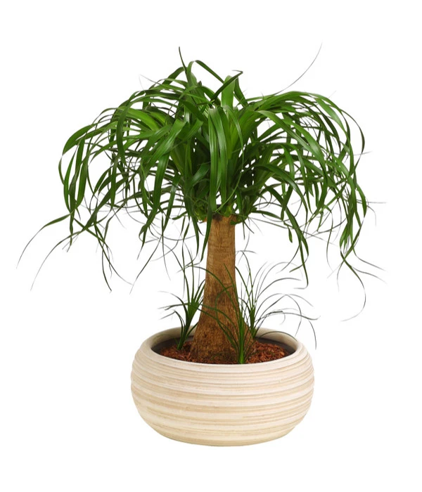 Elefantenfuß - Beaucarnea Recurvata, In Keramik 3 Elefantenfuß - Beaucarnea Recurvata, In Keramik