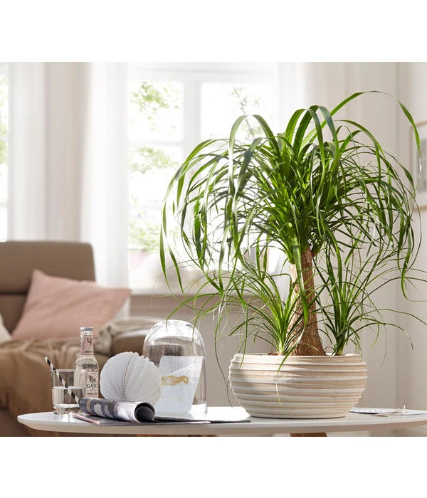 Elefantenfuß - Beaucarnea Recurvata, In Keramik 4 Elefantenfuß - Beaucarnea Recurvata, In Keramik – Bild 2