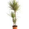 Drachenbaum - Dracaena Marginata 'Bicolor' 2 Drachenbaum - Dracaena Marginata 'Bicolor' -Ecopotos Geschaft 8510406 WE FS 001 DrachenbaumDracaenaMarginataBicolor3erTuffT21