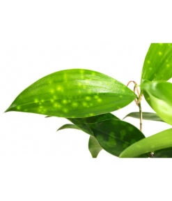 Drachenbaum - Dracaena Surculosa, Hydrokultur 6 Drachenbaum - Dracaena Surculosa, Hydrokultur -Ecopotos Geschaft 8536179 WE DE 001 DracaenaSurculosaVerzweigterDrachenbaumHydroT13 DehnerExpressHerzig