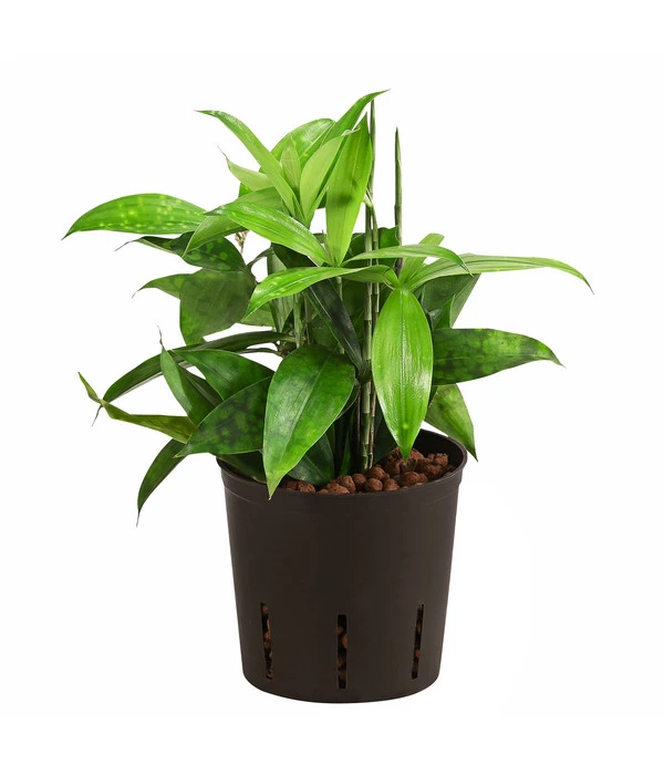 Drachenbaum - Dracaena Surculosa, Hydrokultur 3 Drachenbaum - Dracaena Surculosa, Hydrokultur