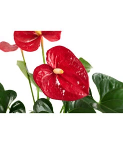 Flamingoblume - Anthurium Andreanum, Hydrokultur -Ecopotos Geschaft 8536237 WE DE 001 AnthuriumAndreanumRotAnthurieHydroT15