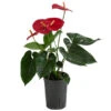 Flamingoblume - Anthurium Andreanum, Hydrokultur -Ecopotos Geschaft 8536237 WE FS 001 AnthuriumAndreanumRotAnthurieHydroT15