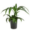 Drachenbaum - Dracaena 'Hawaiian Sunshine', Hydrokultur 2 Drachenbaum - Dracaena 'Hawaiian Sunshine', Hydrokultur -Ecopotos Geschaft 8536260 WE FS 001 DracaenaHawaianSunshineKoepfeDrachenbaumHydroT15