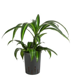 Drachenbaum - Dracaena 'Hawaiian Sunshine', Hydrokultur