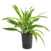 Drachenbaum - Dracaena 'Lemon Lime', Hydrokultur -Ecopotos Geschaft 8536302 WE FS 001 DracaenaLemonLineKoepfe2PPDrachenbaumHydroT15 DehnerExpressHerzig