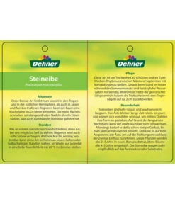 Bonsai Steineibe - Podocarpus Macrophylla 7 Bonsai Steineibe - Podocarpus Macrophylla -Ecopotos Geschaft 8555054 SteineibeBonsaiEtikett2