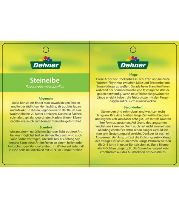 Bonsai Steineibe - Podocarpus Macrophylla 5 Bonsai Steineibe - Podocarpus Macrophylla – Bild 3