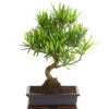 Bonsai Steineibe - Podocarpus Macrophylla 1 Bonsai Steineibe - Podocarpus Macrophylla -Ecopotos Geschaft 8555054 WE FS 001 PodocarpusMacrophyllaT25DehnerExpressHerzig