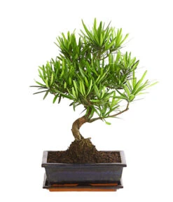 Bonsai Steineibe - Podocarpus Macrophylla